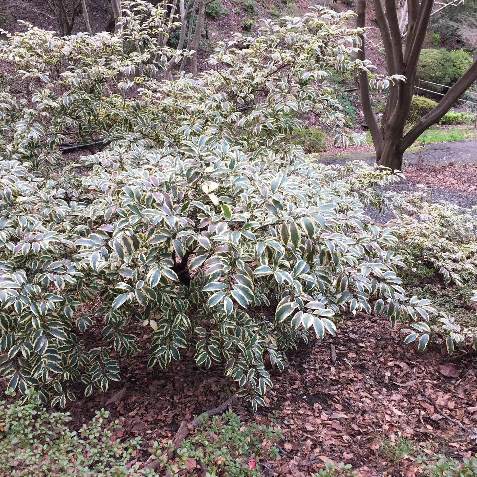 Cleyera japonica Tricolor (Fortunei) 1