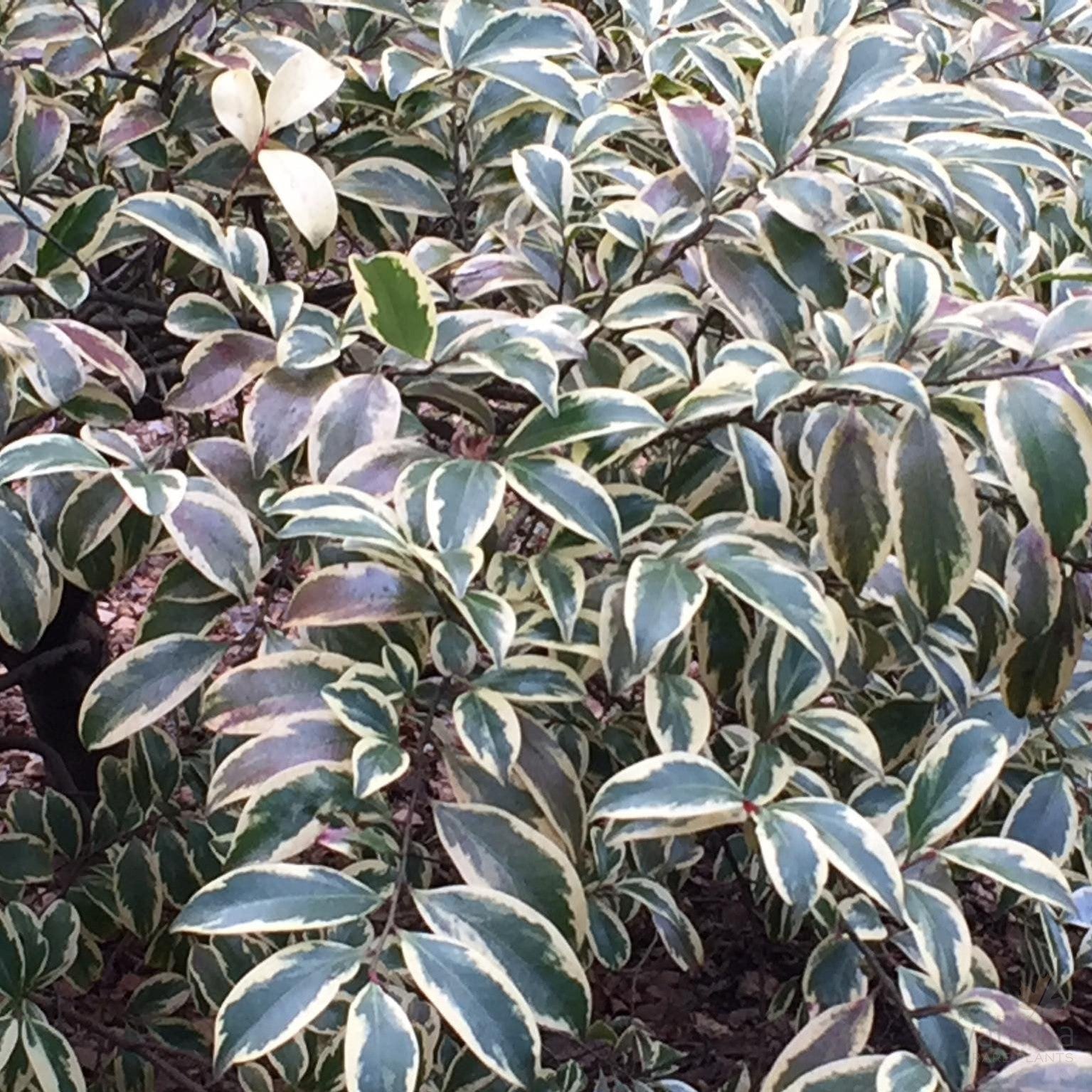 Cleyera japonica Tricolor (Fortunei) 2