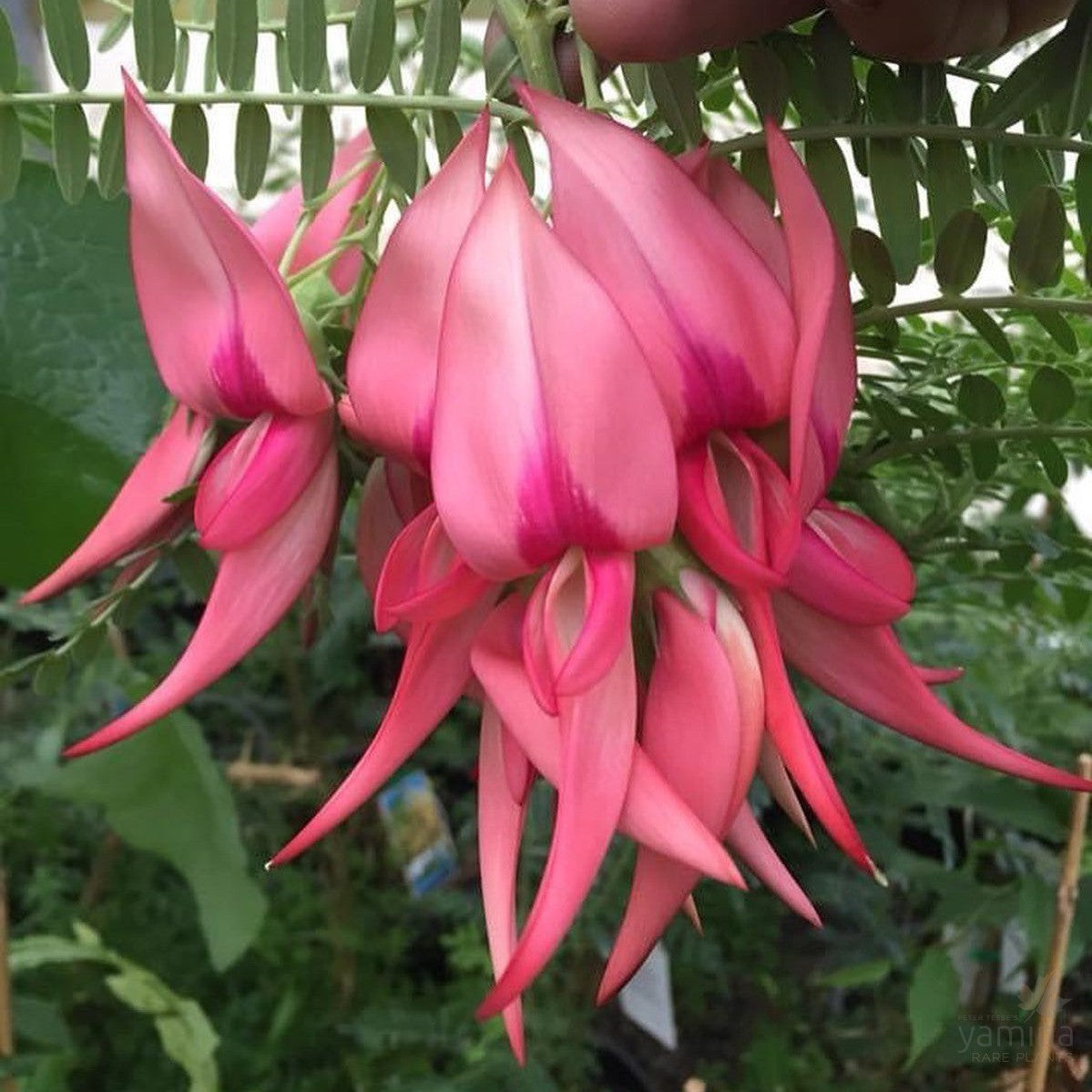 Clianthus puniceus (red) 1