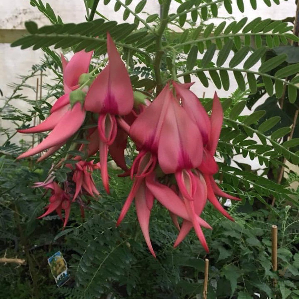 Clianthus puniceus (red) 2