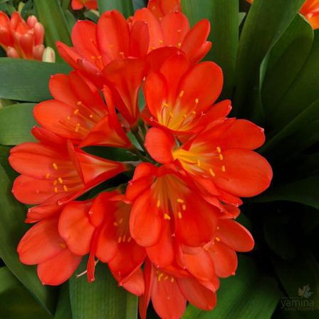 Clivia miniata 1