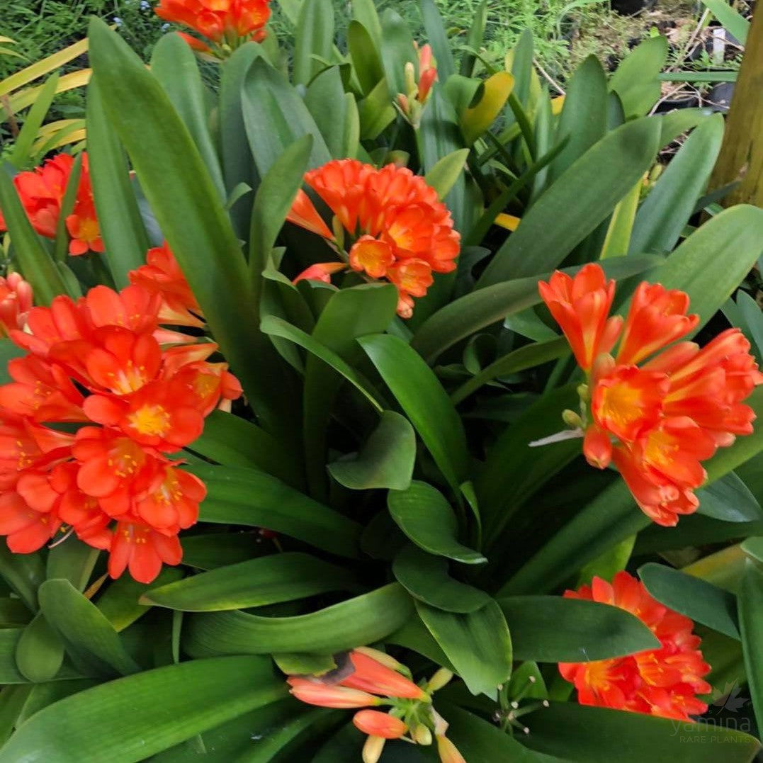 Clivia miniata 2