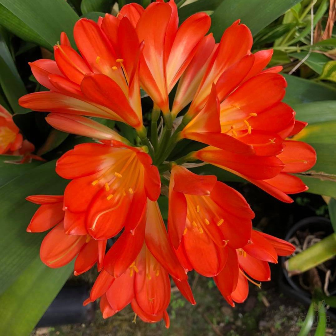 Clivia miniata 3