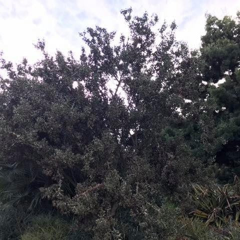 Colletia paradoxa 1