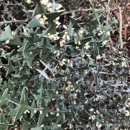 Colletia paradoxa 2