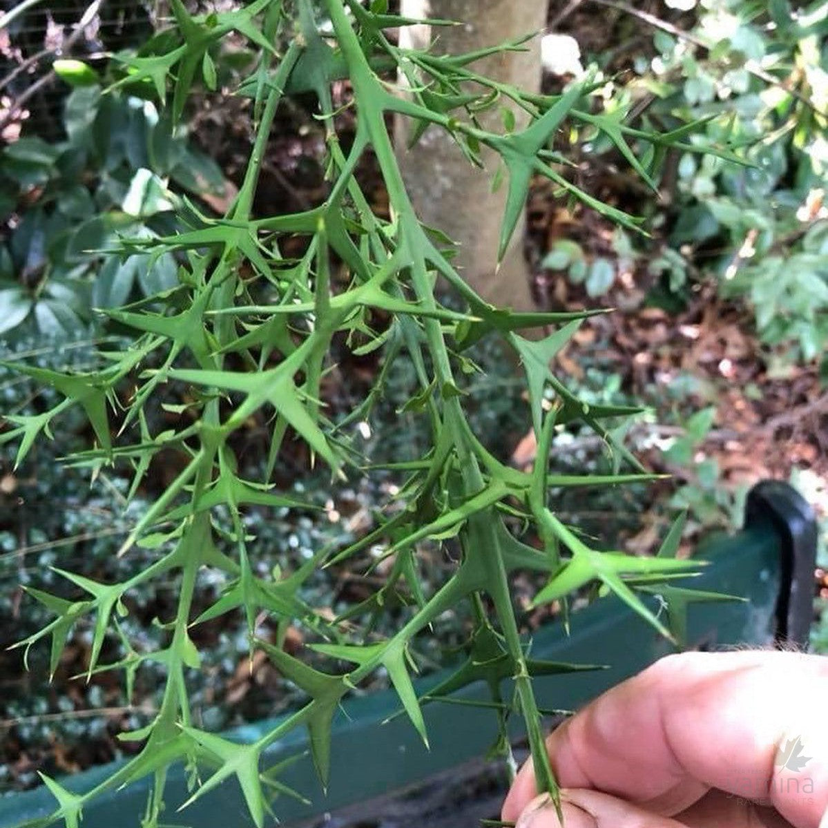 Colletia paradoxa 3