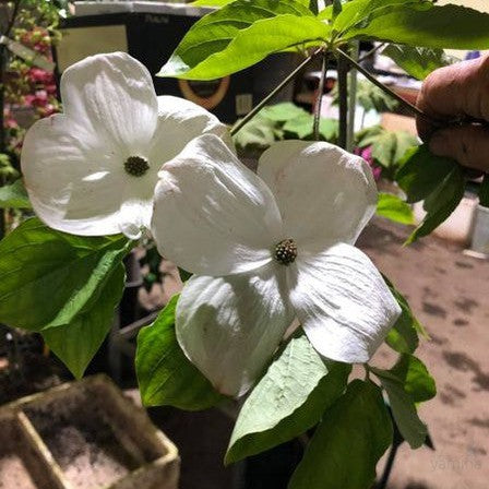 Cornus Eddies White Wonder 1