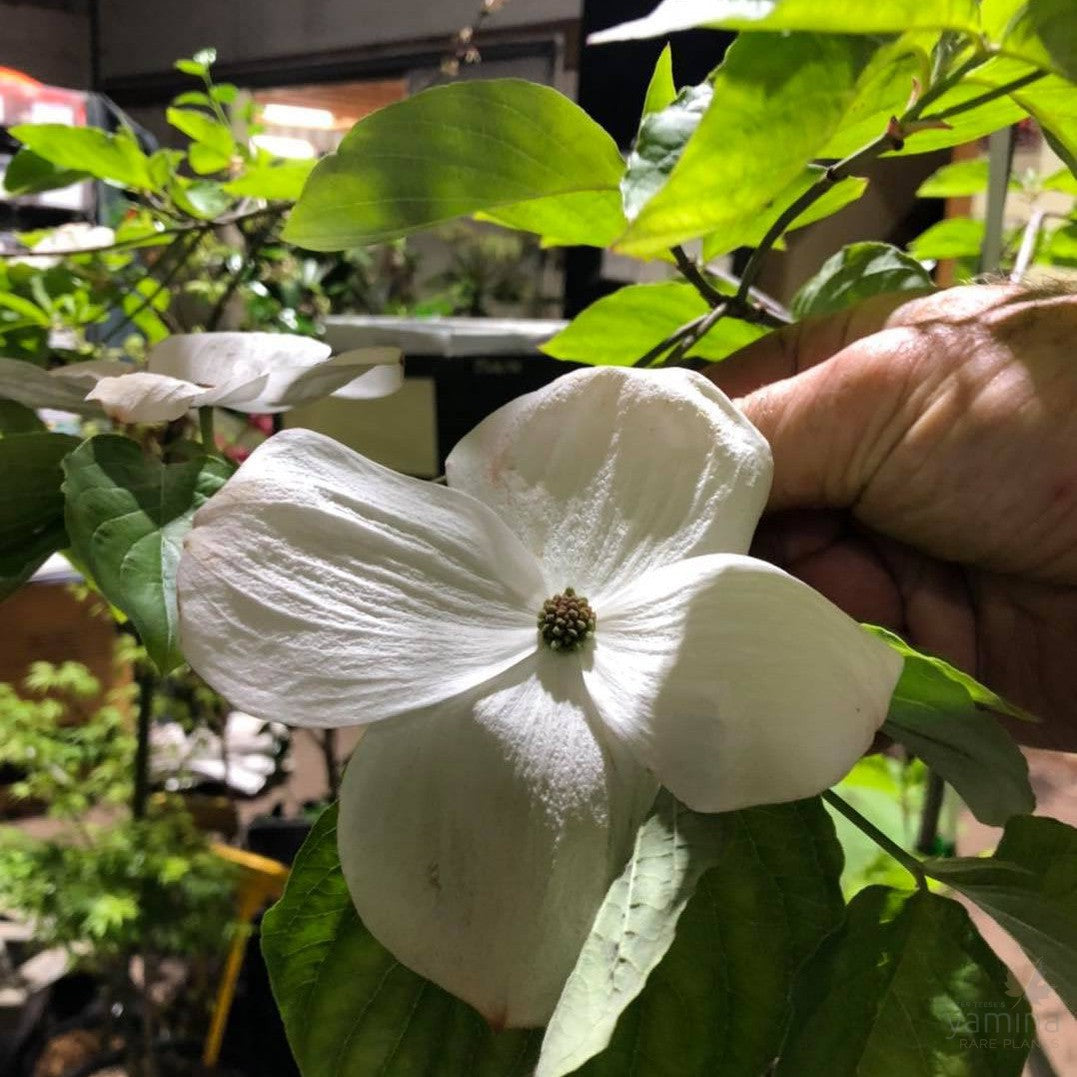 Cornus Eddies White Wonder 2