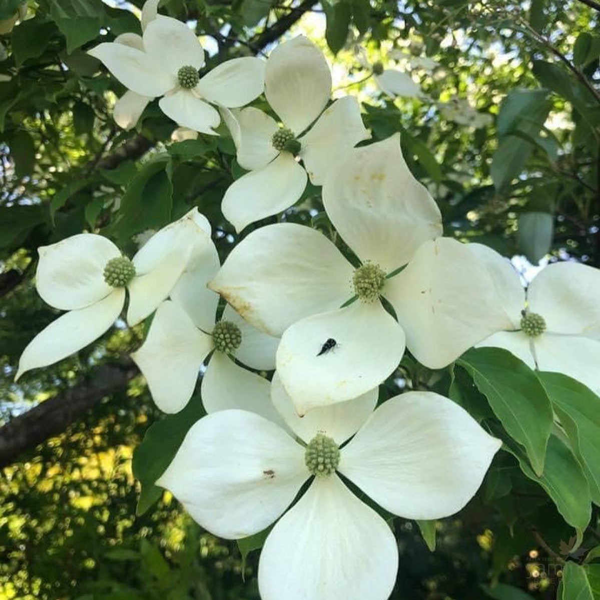 Cornus Norman Hadden 1