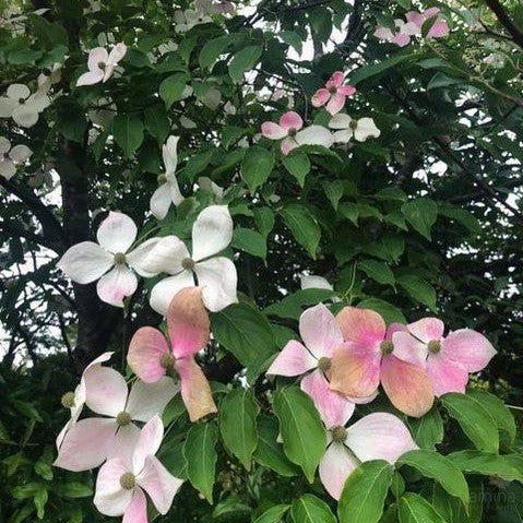 Cornus Norman Hadden 3