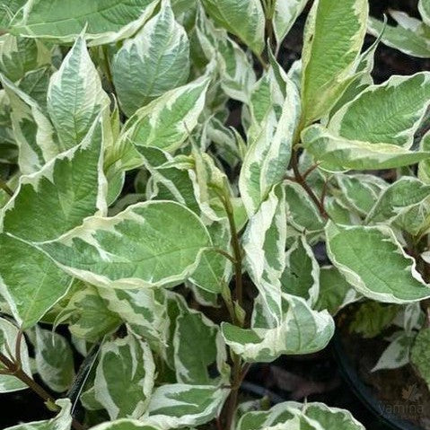 Cornus alba Argenteo-marginata (Elegantissima) 1