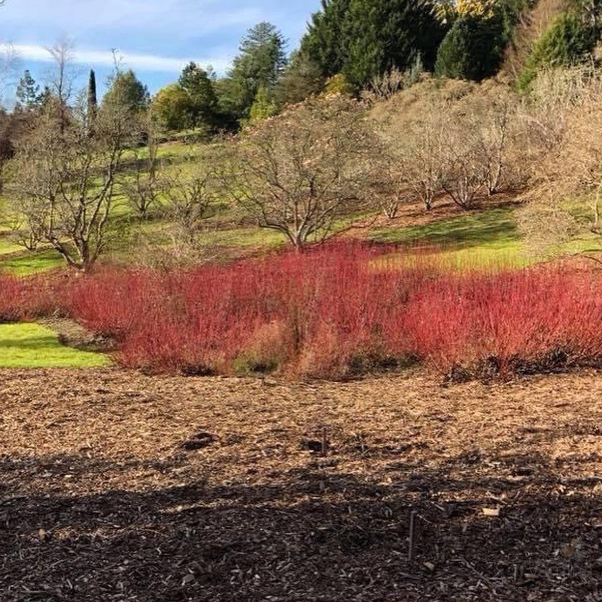 Cornus alba Sibirica 1