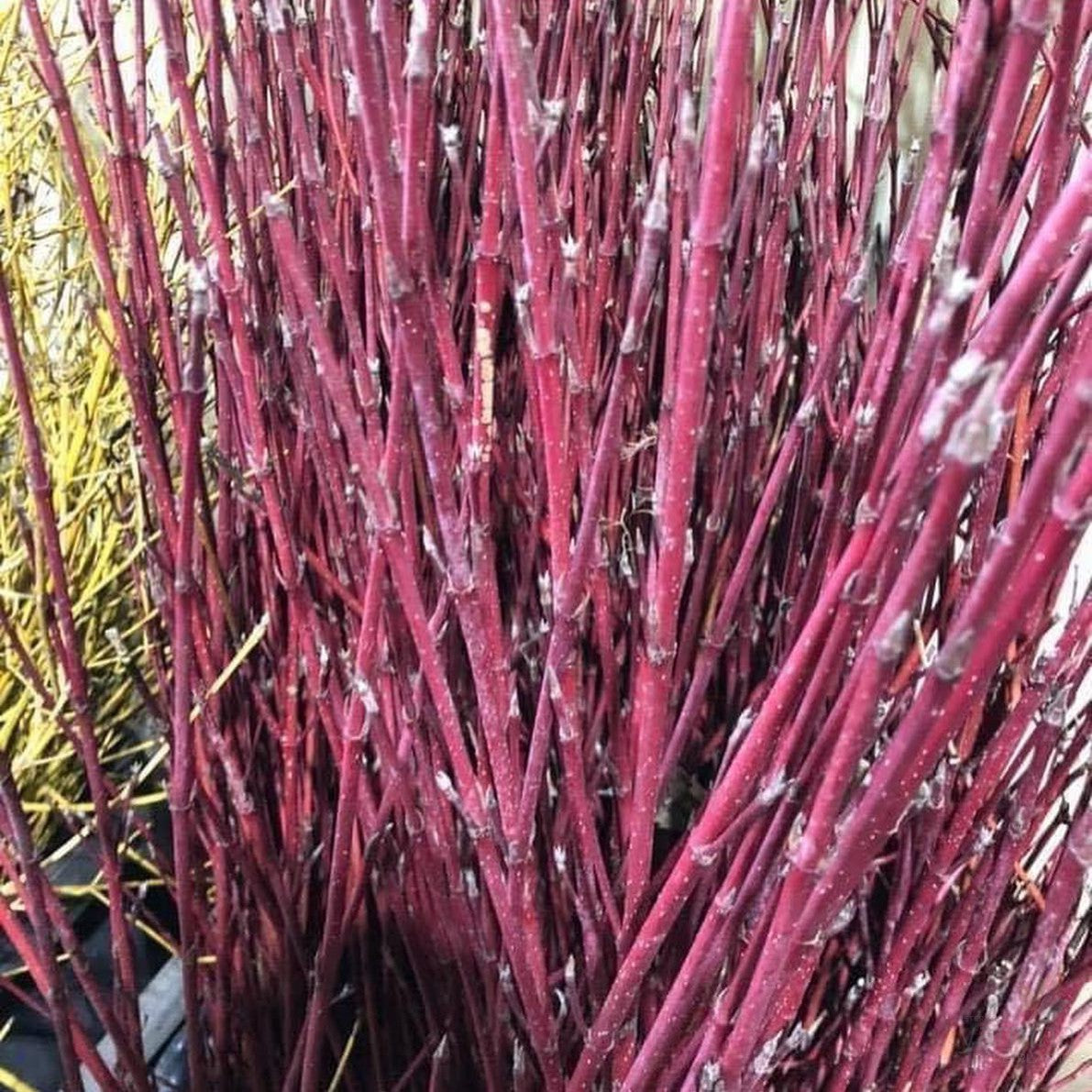 Cornus alba Sibirica 2