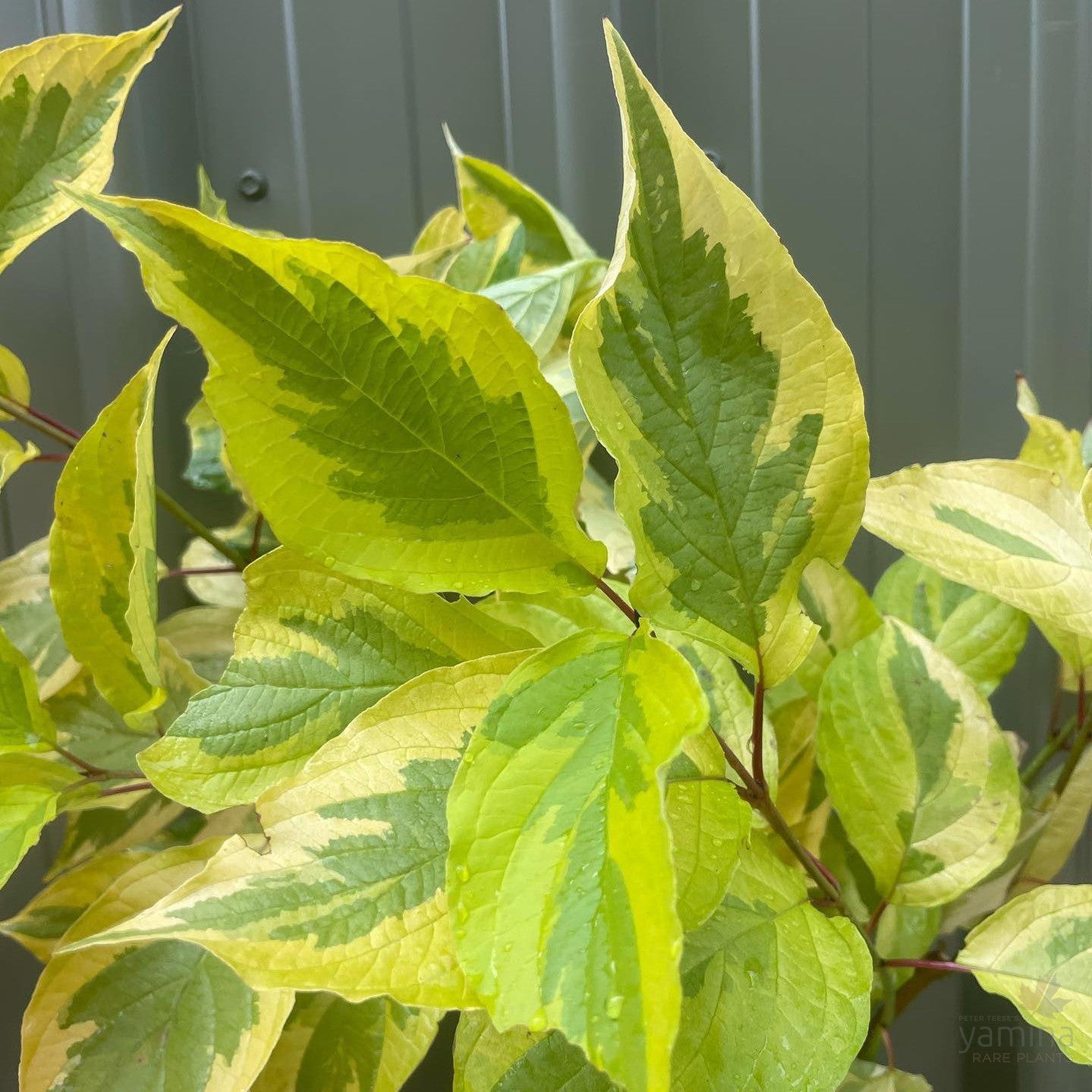 Cornus alba Spaethii 1