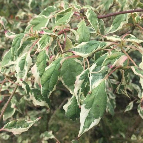 Cornus alternifolia Argentea 1