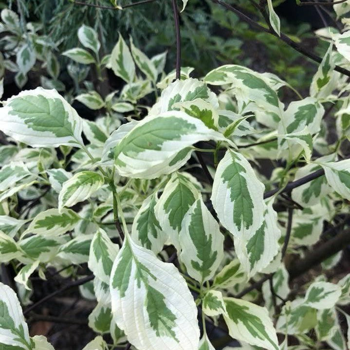 Cornus alternifolia Argentea 2