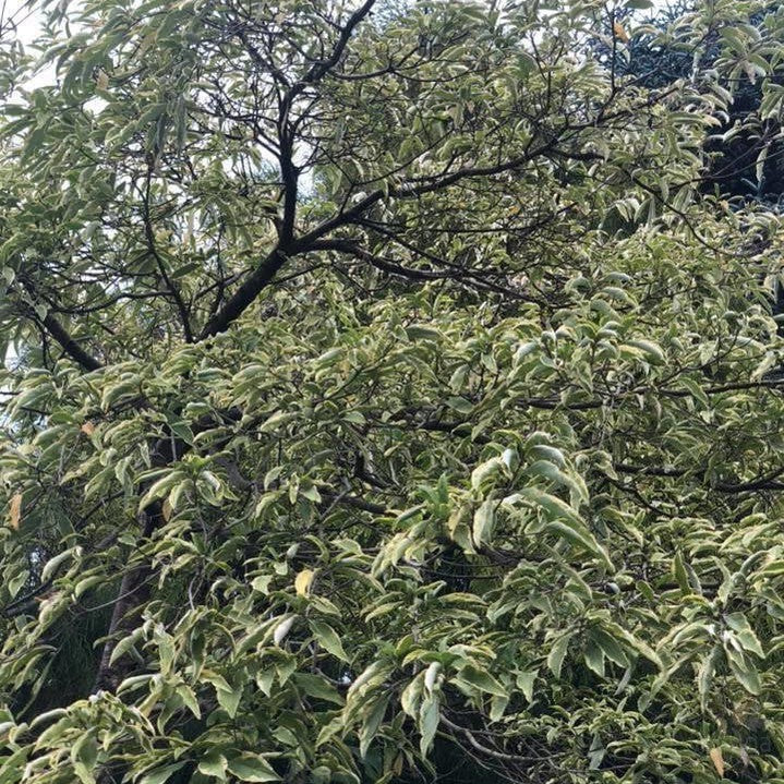 Cornus capitata Ragdoll 2