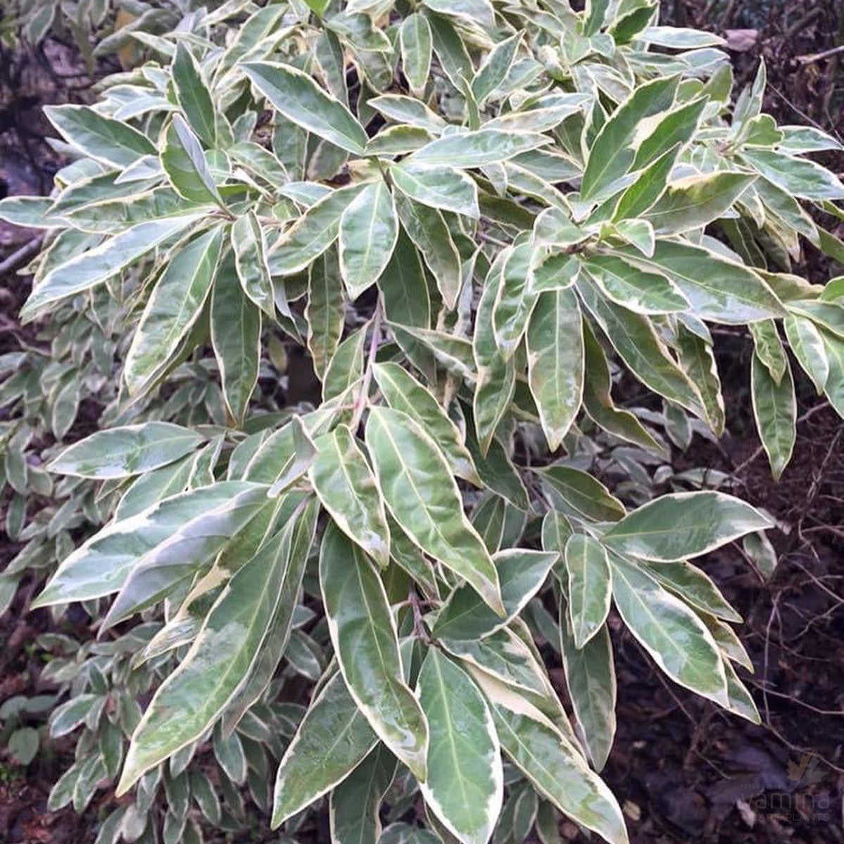 Cornus capitata Silver Lining 1