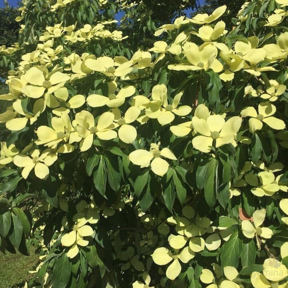 Cornus capitata (syn Benthamidia c) 1