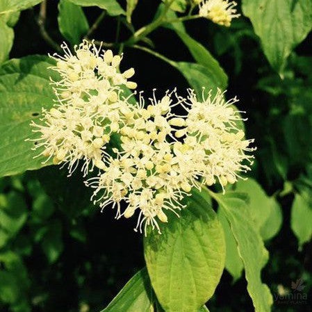 Cornus contraversa 1