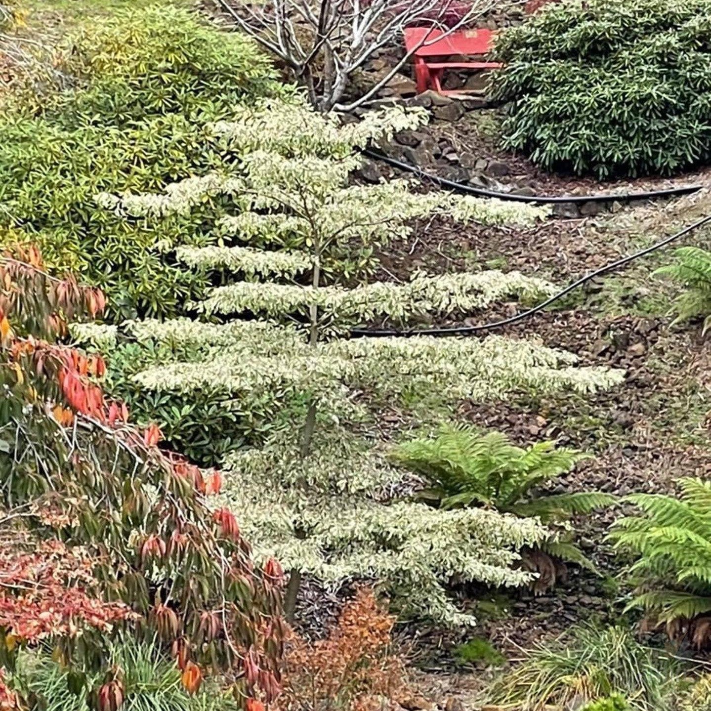 Cornus contraversa Variegata 1