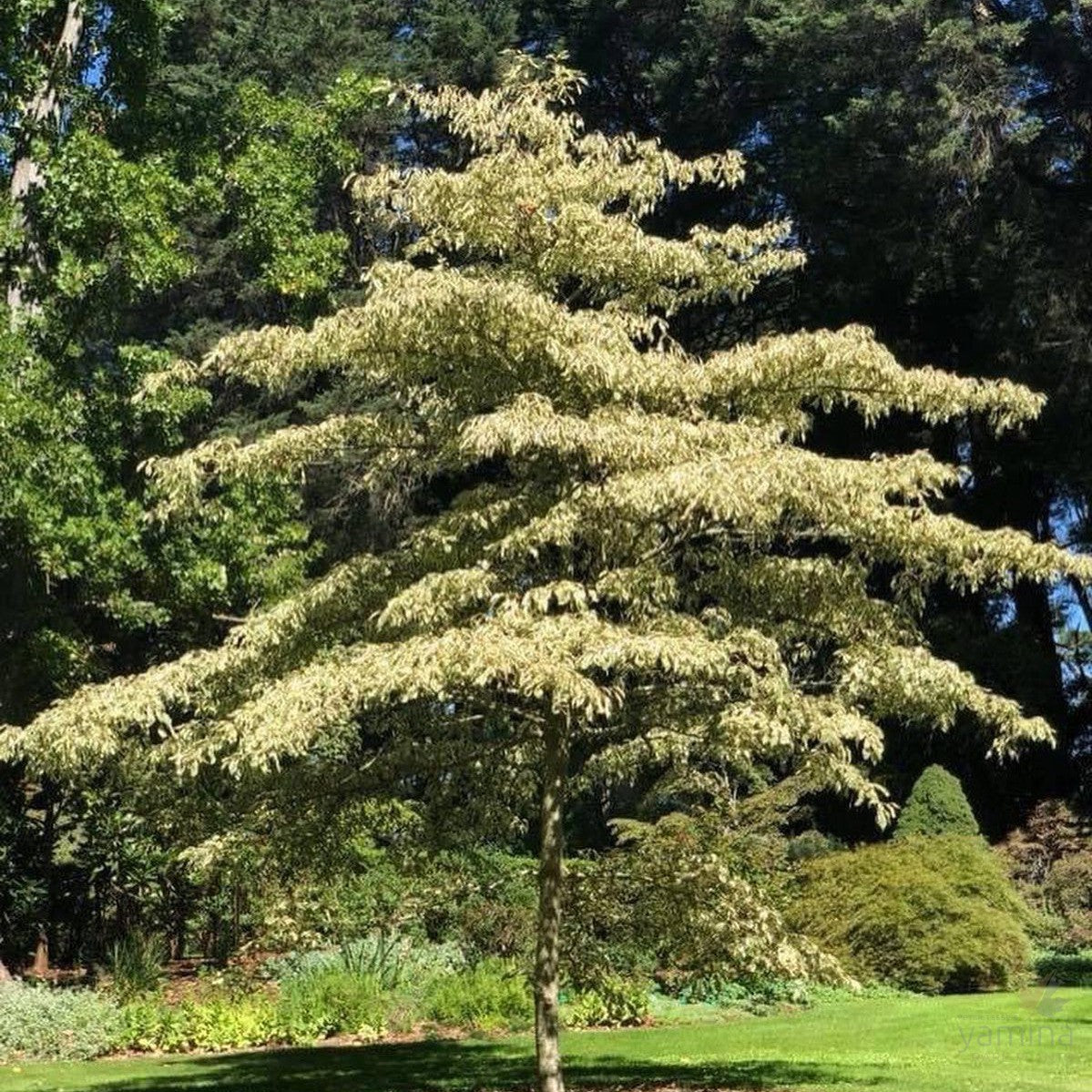 Cornus contraversa Variegata 2