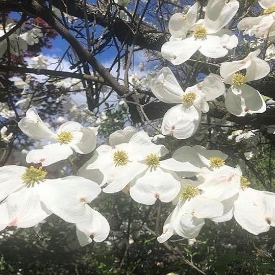 Cornus florida 1