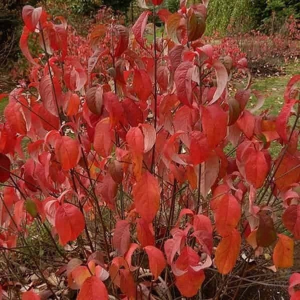 Cornus florida 2