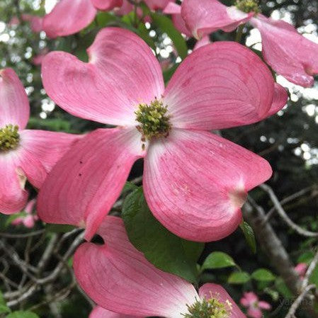 Cornus florida Cherokee Chief 1