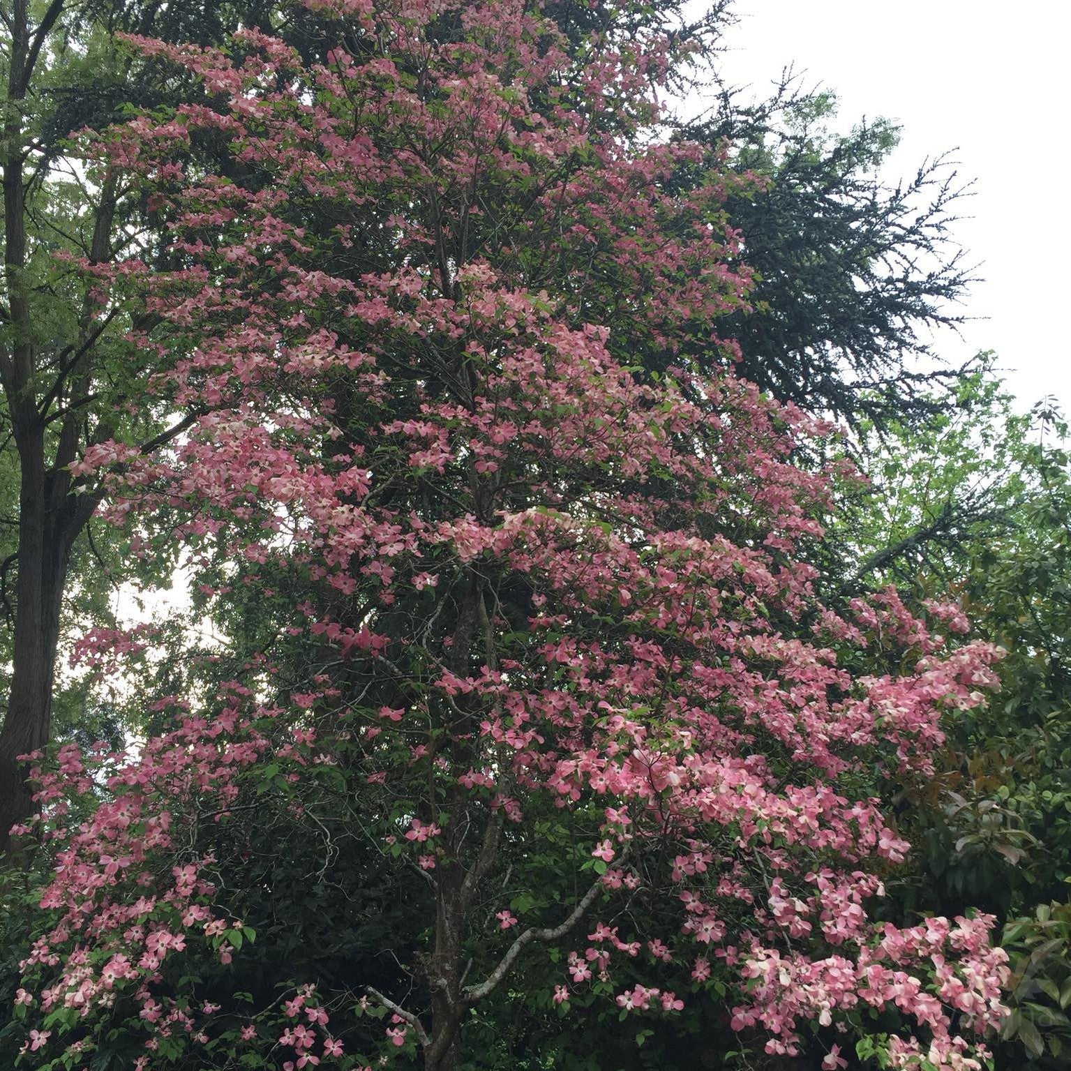 Cornus florida Cherokee Chief 2