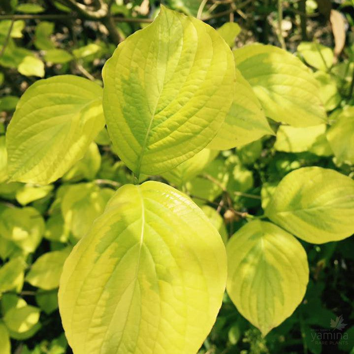 Cornus florida First Lady 2