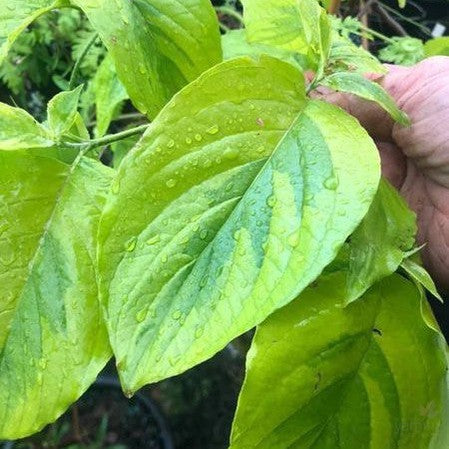 Cornus florida Rainbow 1