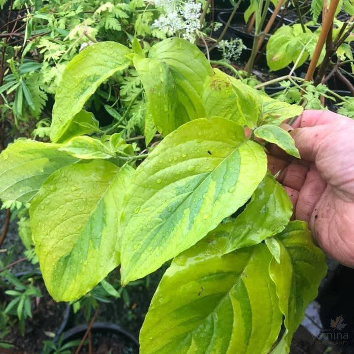 Cornus florida Rainbow 2