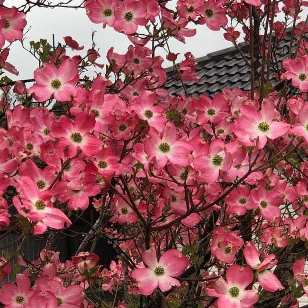 Cornus florida Rubra 1