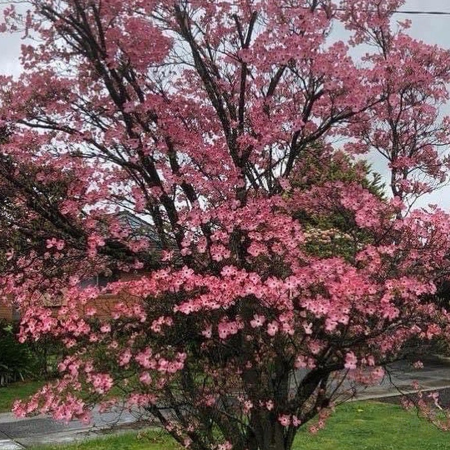 Cornus florida Rubra 2