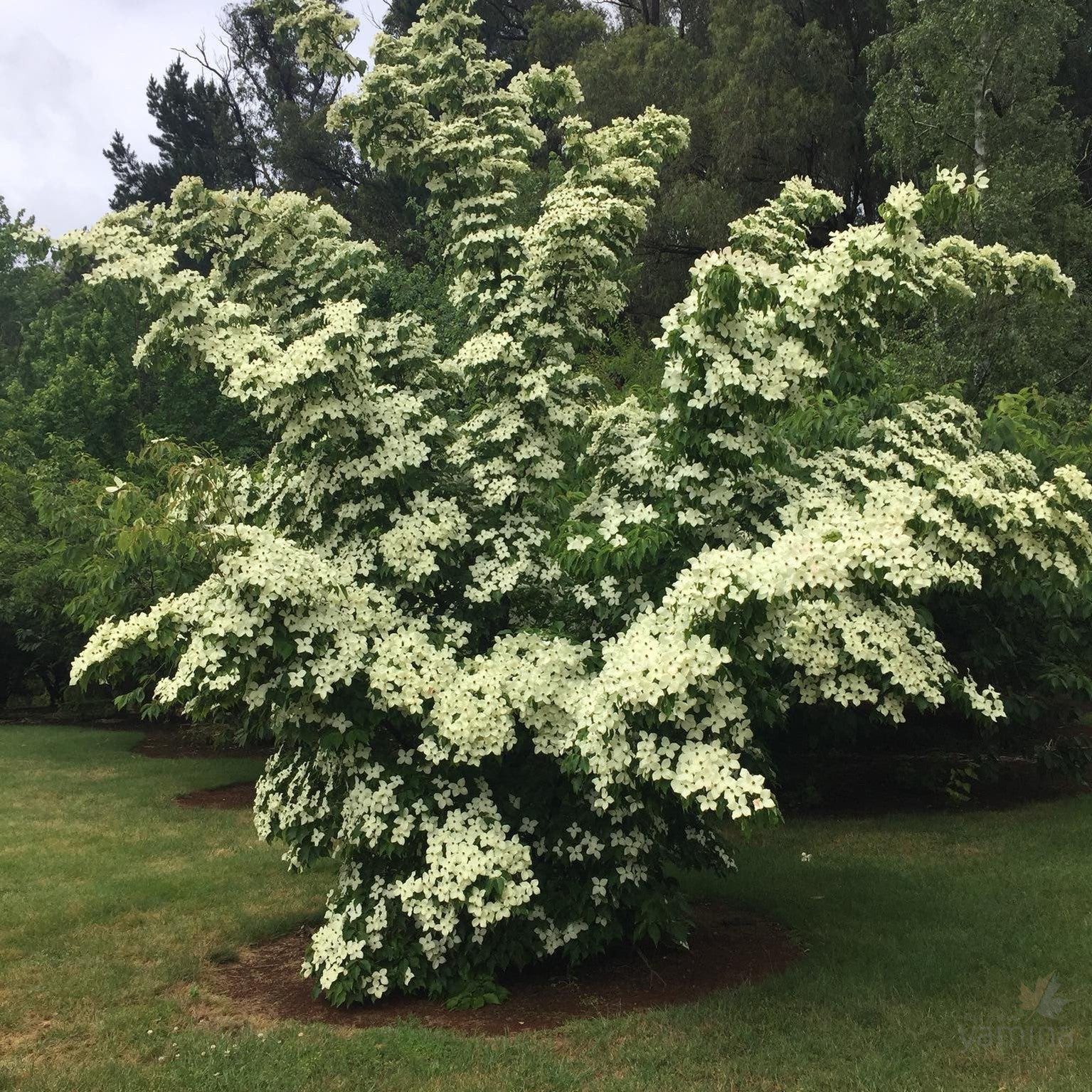 Cornus kousa Chinensis (Chinese Dogwood) 1