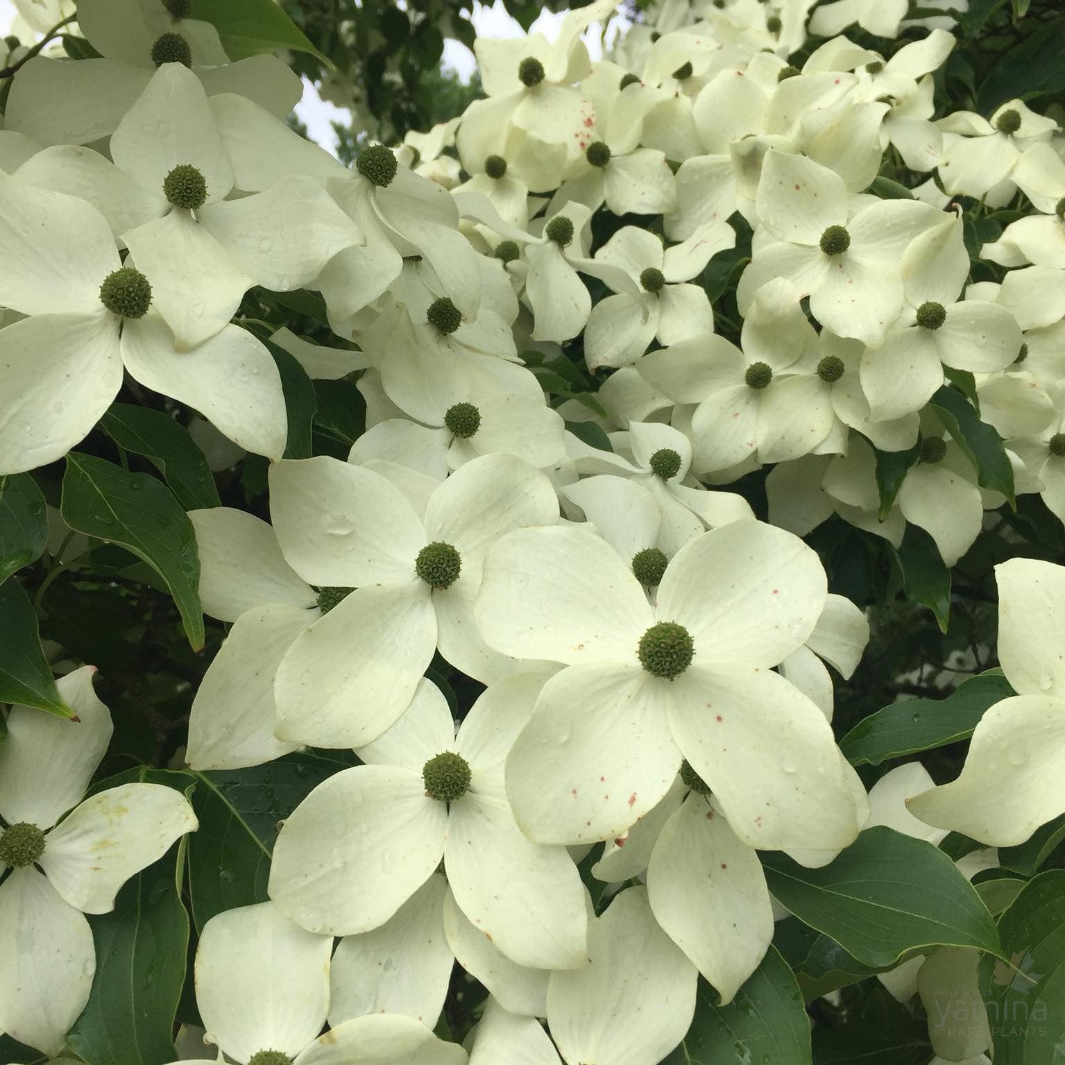 Cornus kousa Chinensis (Chinese Dogwood) 2