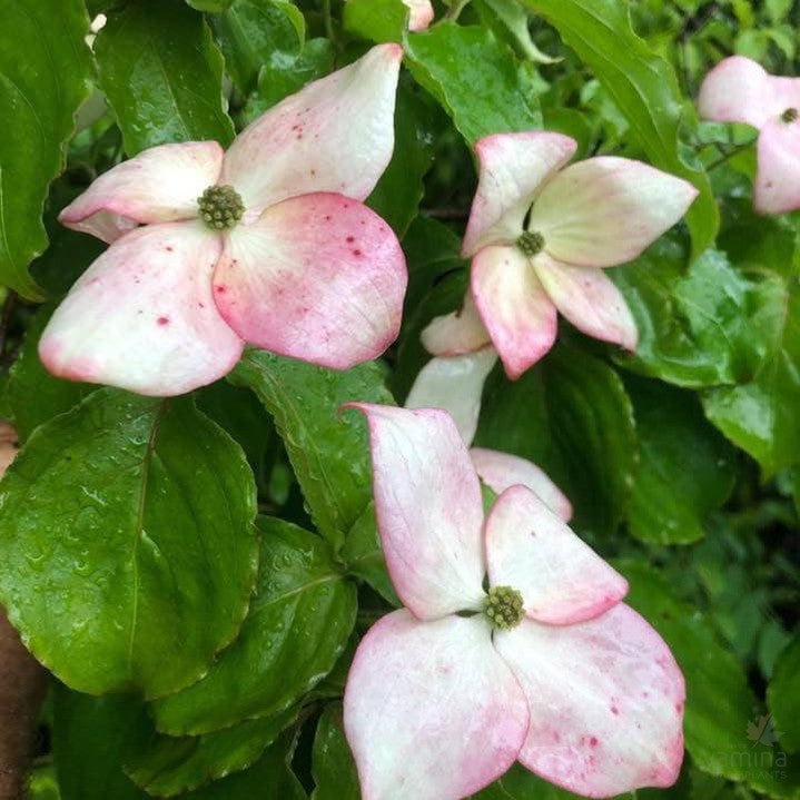 Cornus kousa Heart Throb 2