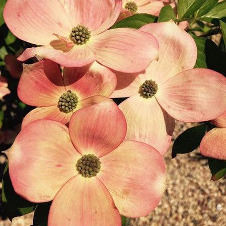 Cornus kousa Satomi (pink flowers) 1