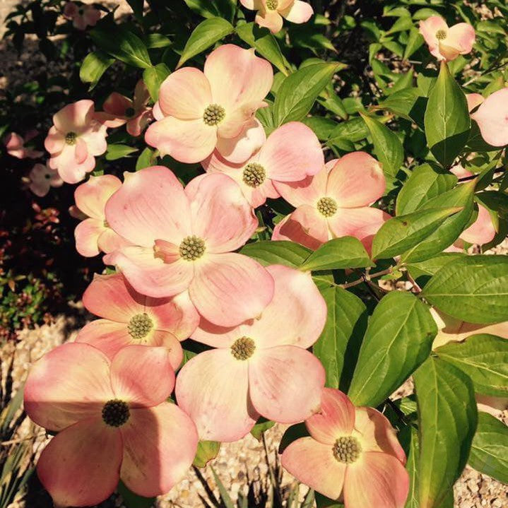 Cornus kousa Satomi (pink flowers) 2