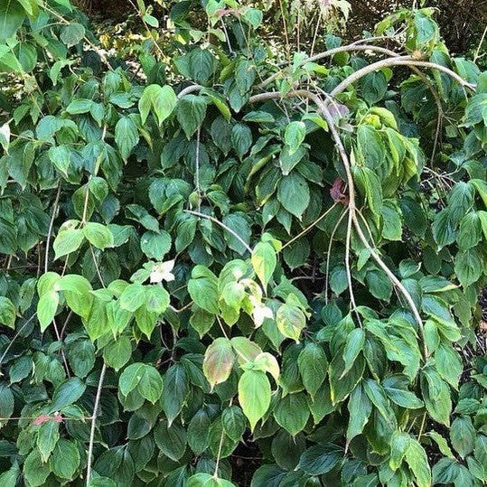 Cornus kousa Weavers Weeping (standard) 1