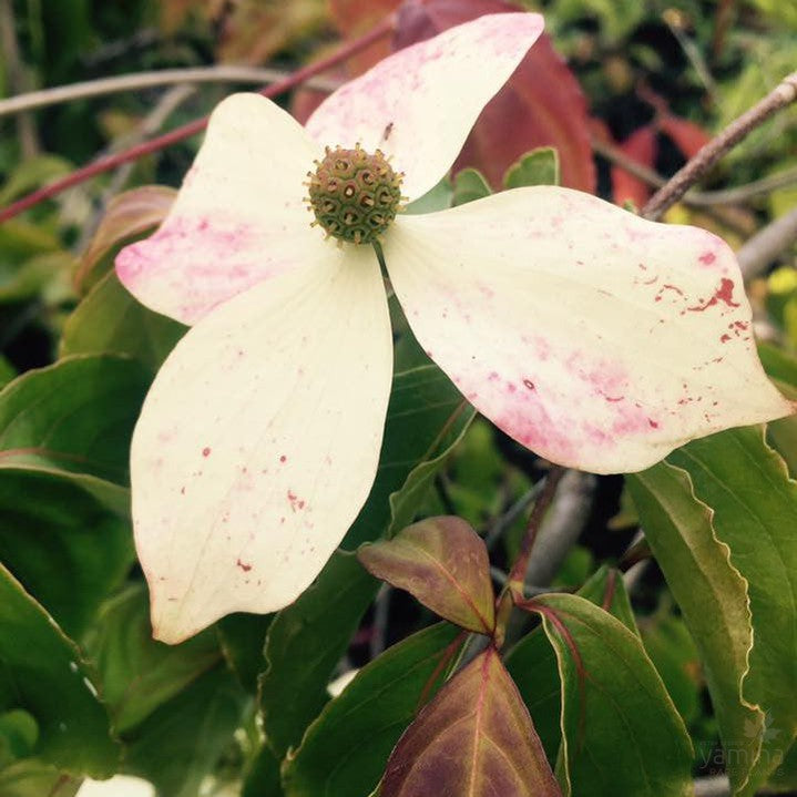 Cornus kousa Weavers Weeping (standard) 2