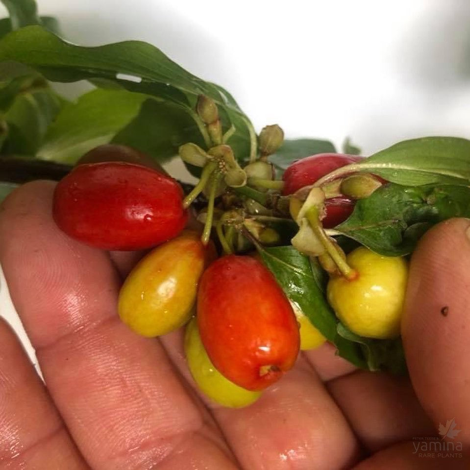 Cornus mas (Cornellian Cherry) 2