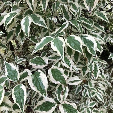 Cornus mas Variegata 1