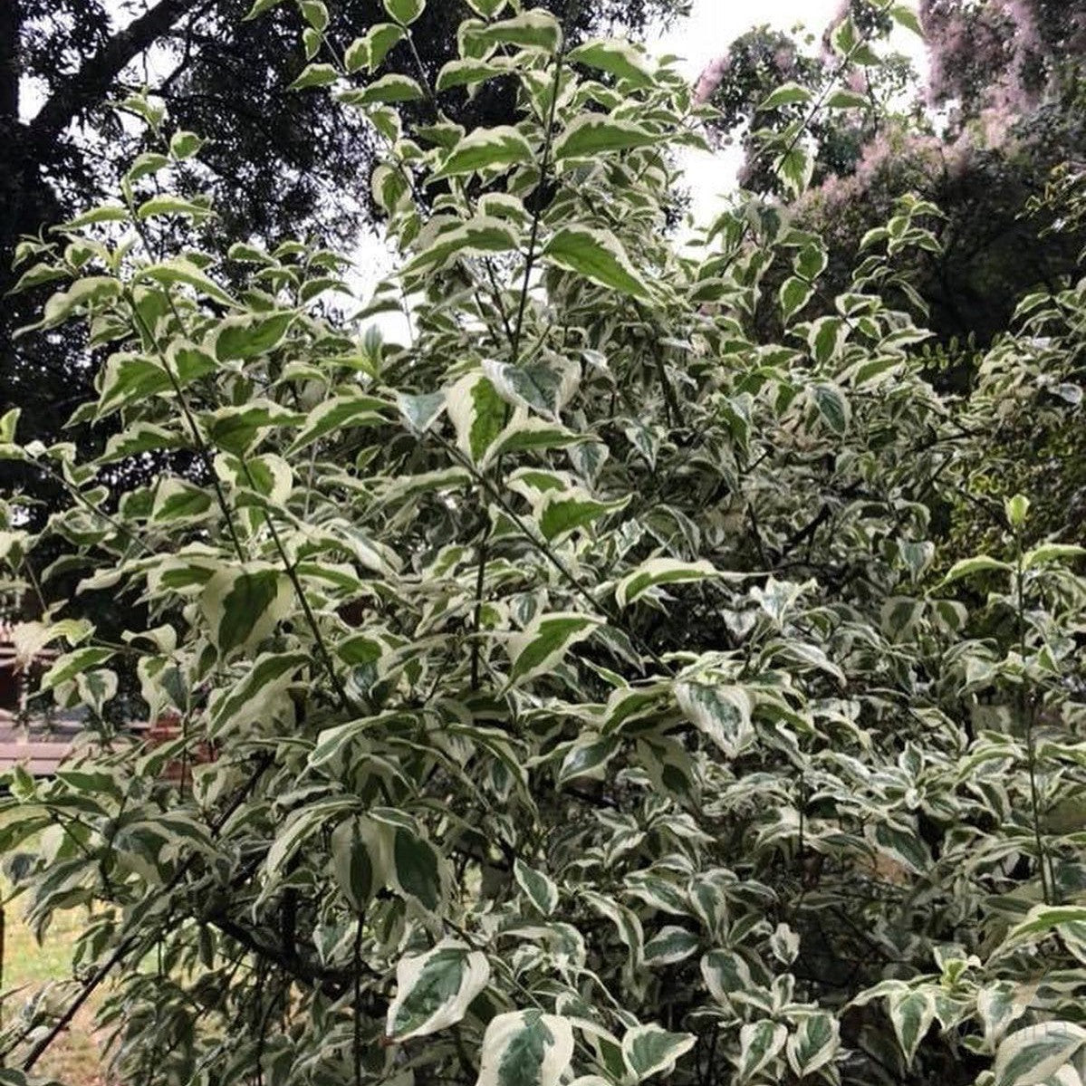 Cornus mas Variegata 2