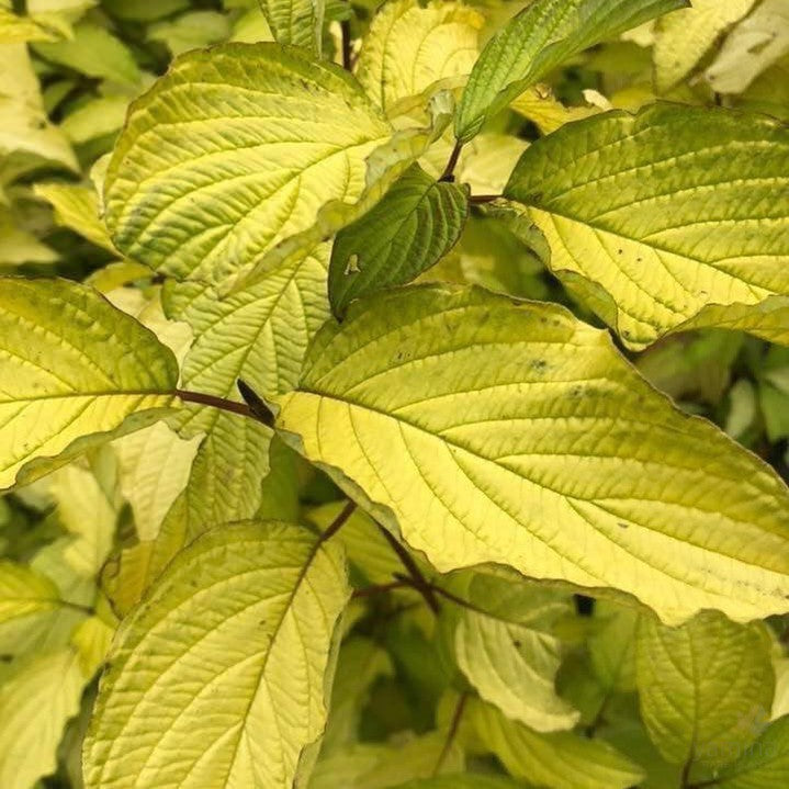 Cornus sericea Sunshine