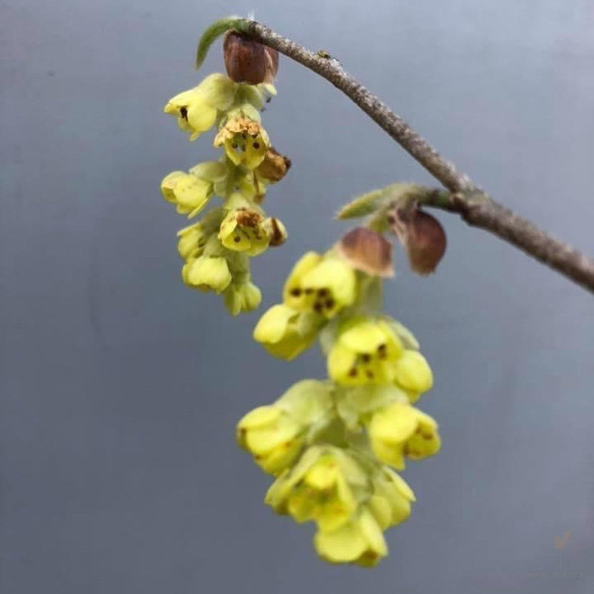 Corylopsis sinensis (Winter Hazel) 1