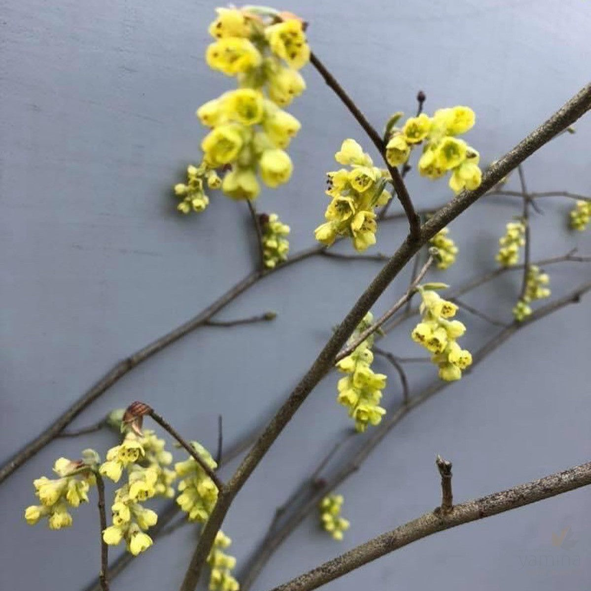 Corylopsis sinensis (Winter Hazel) 2