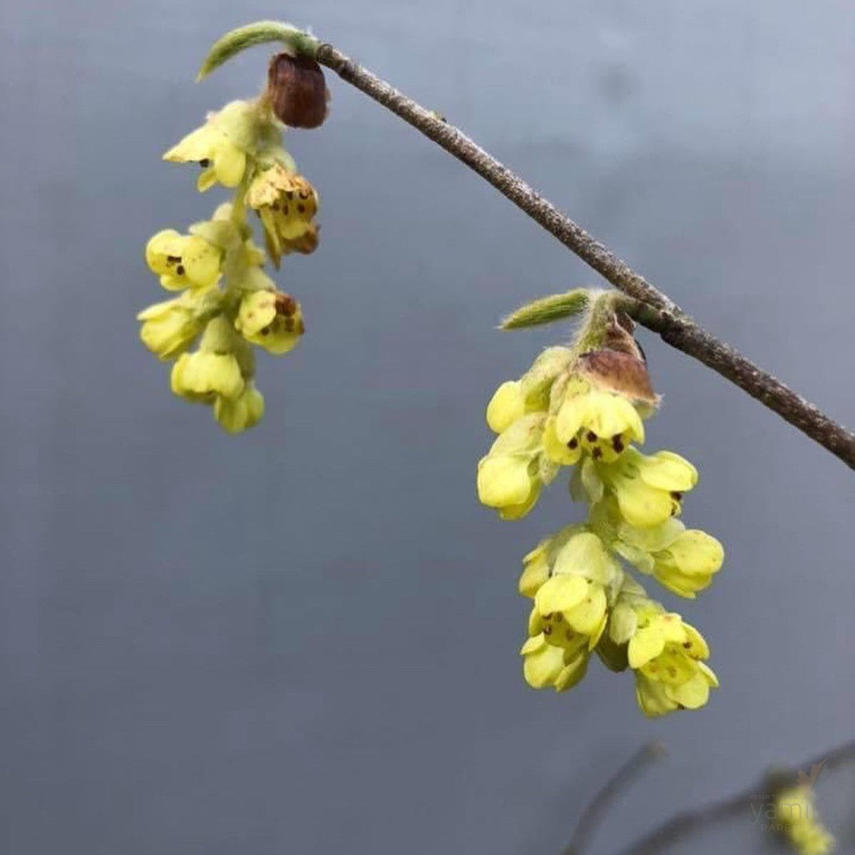 Corylopsis sinensis (Winter Hazel) 3