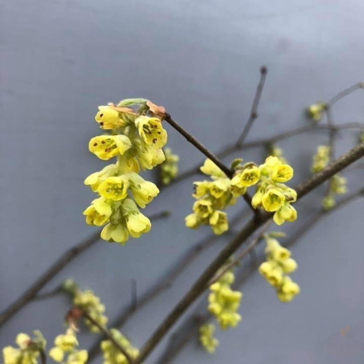 Corylopsis sinensis (Winter Hazel) 4